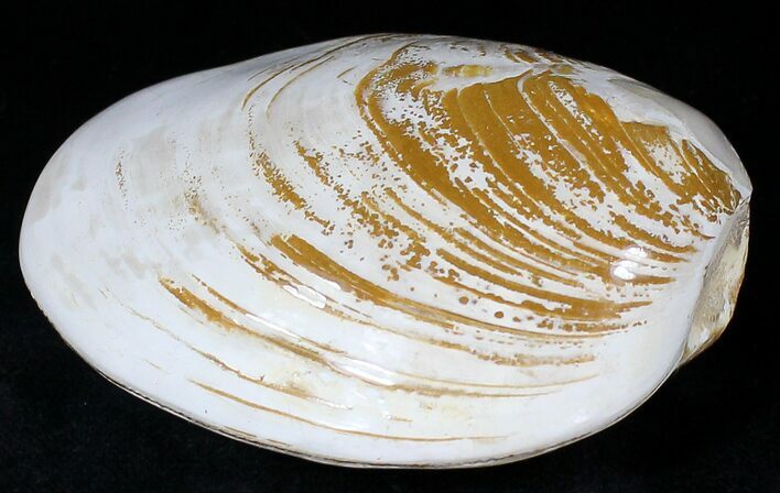 Wide Polished Fossil Clam - Jurassic #21760